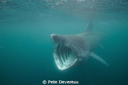 Basking Shark taken whilst snorkelling off the coast of I... by Pete Devereux 